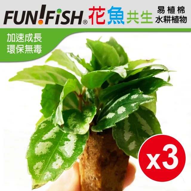 Funfish 花魚共生缸專用 Iecofun易植棉小水耕植物x3棵 水耕植物依照季節隨機出貨恕無法挑選 Momo購物網