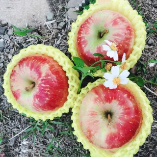 【水果達人】嚴選大顆 紐西蘭蘋果6顆* 1盒(蜜蘋果)