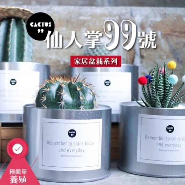 CARMO【CARMO】鐵罐仙人掌99號裝飾花盆(多肉盆栽)