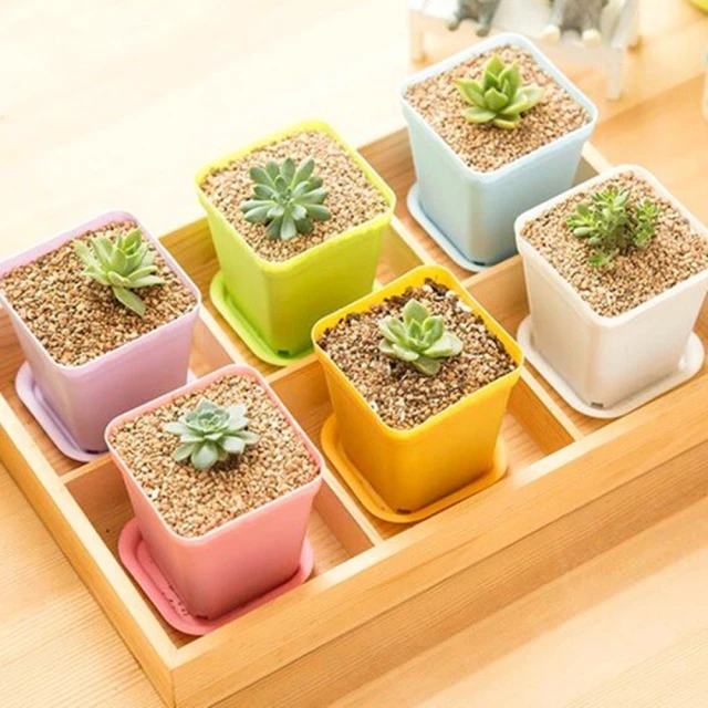 CARMO【CARMO】彩色3吋正方塑膠花盆＋土＋多肉植物 含底盤 五入套組(盆栽 花盆 多肉)