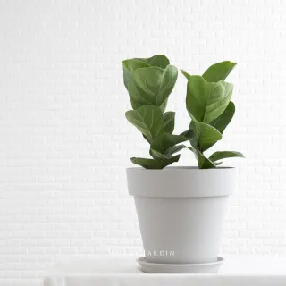 微糖花植間 北歐風琴葉榕植物組 植物盆栽 Momo購物網