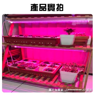【JIUNPEY 君沛】植物燈系列 三入組 LED 紅藍混光光譜 T8 4呎一體式 燈管 植物生長燈(植物燈)