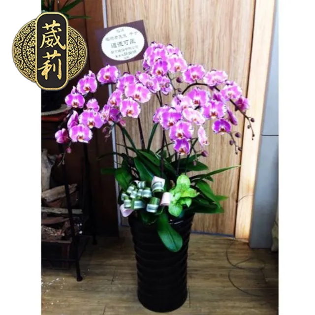 葳莉 客製化喪禮告別式致喪追思哀悼蘭花 K005 一盆 Momo購物網