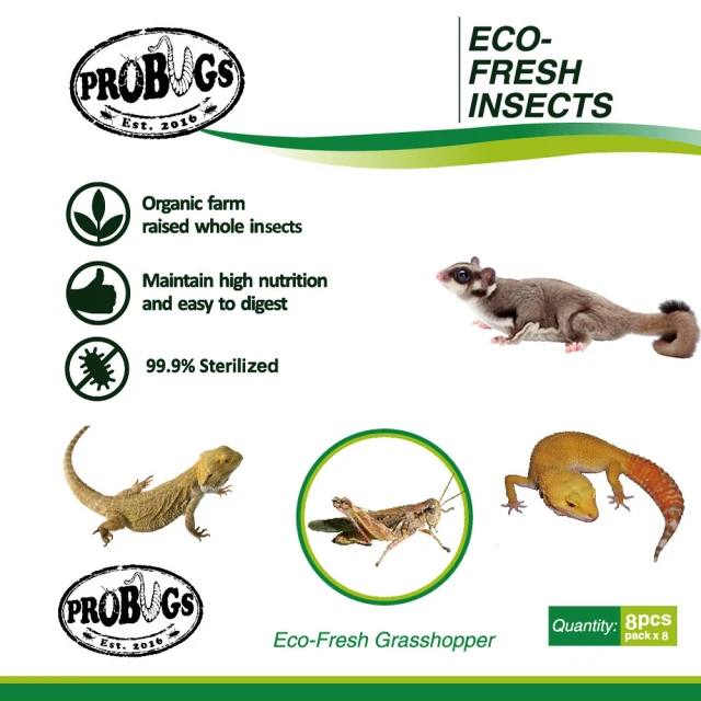 昆寶寵物原形食糧 金蟬生鮮包(蜜袋鼯/爬蟲/倉鼠最愛)好評推