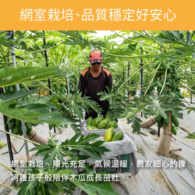 【每日宅鮮】台灣木瓜(6kg±5%x1箱)