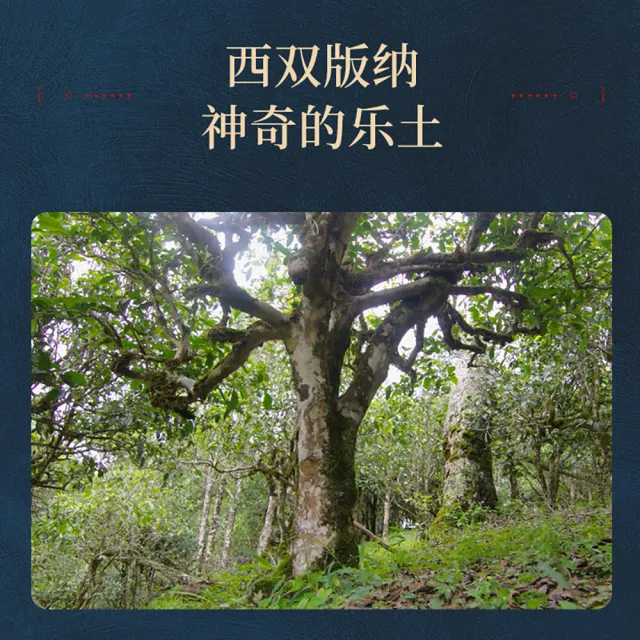 【盛嘉源】陳升號  西雙版納 2016(普洱茶   生茶 357g)