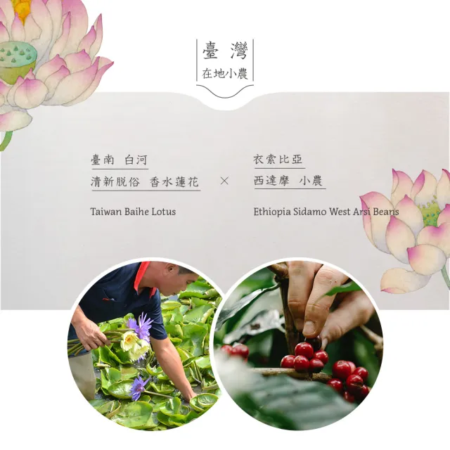 【SATUR 薩圖爾】蓮花｜濾掛式咖啡x2入組 ( 故宮聯名系列 )(10gx6入/盒;100%阿拉比卡豆)