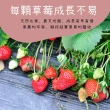 【春哥好物水果乾專賣店】台灣大湖草莓乾(Q糯酸甜不膩)