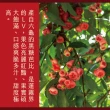 【e果園】高雄六龜LV級黑糖芭比蓮霧禮盒中果-5台斤x2盒(中果-約18顆-22顆/盒x2盒/產地新鮮直送)