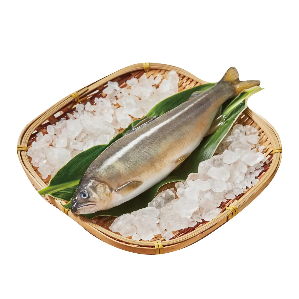 【大成】極品玉姬香魚︱單盒組︱500g／5隻／盒(下酒菜 烤箱 爆卵 母香魚 串燒)