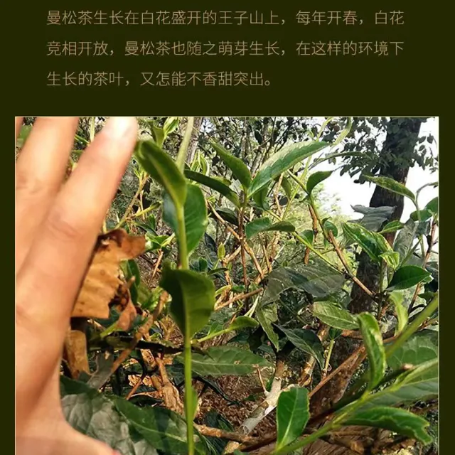 【盛嘉源】曼松 2016(普洱茶   生茶 357g)