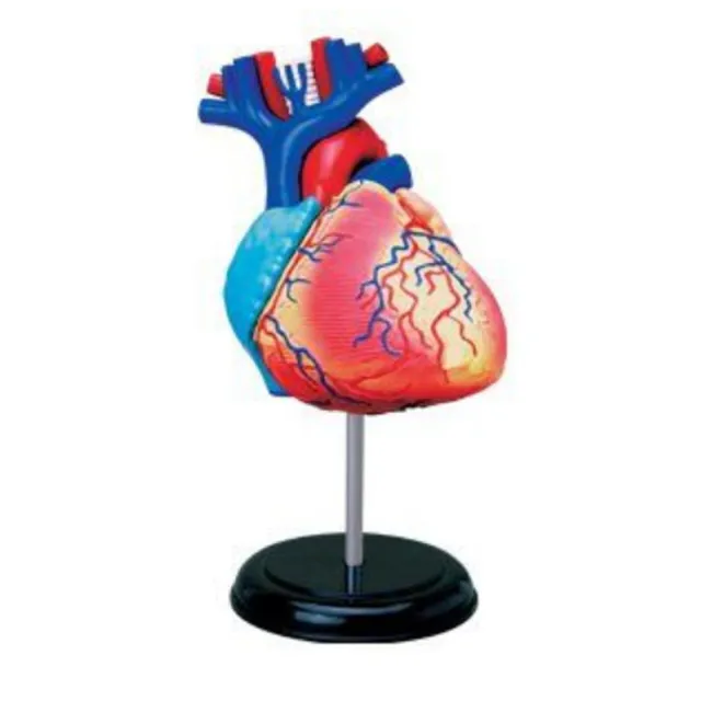 【4D MASTER】心臟 26052(立體拼組模型人體解剖教學系列-)