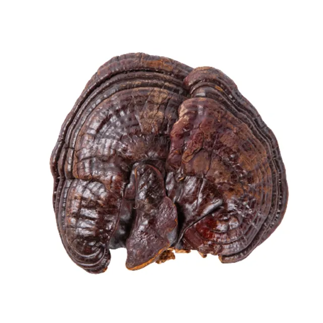 【亞源泉】特級野生紫靈芝500g 2包(贈亞源泉系列商品2包)