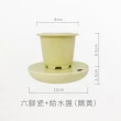 【森多】荷葉椒草－窯瓷系列｜空氣淨化 水耕盆栽 陶瓷盆器