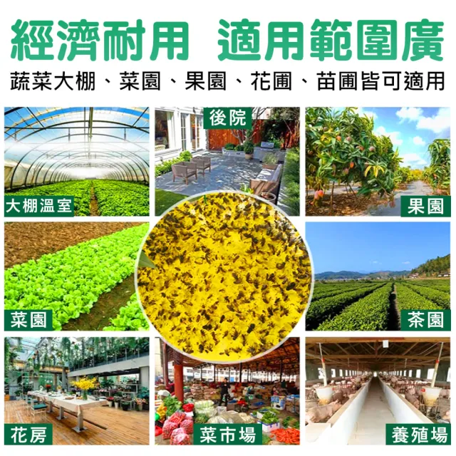 【拼創生活】雙面超黏捕蠅紙-黃色20入(捕蠅紙 黏蠅紙 誘蠅紙 黏果蠅 黏蒼蠅 捕蠅板 捕蠅器 黏蟲板)