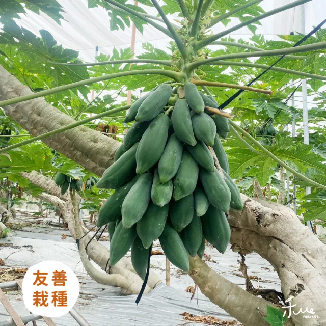 【禾ME】自然熟成木瓜10斤X1箱(網室栽種/10-18顆)