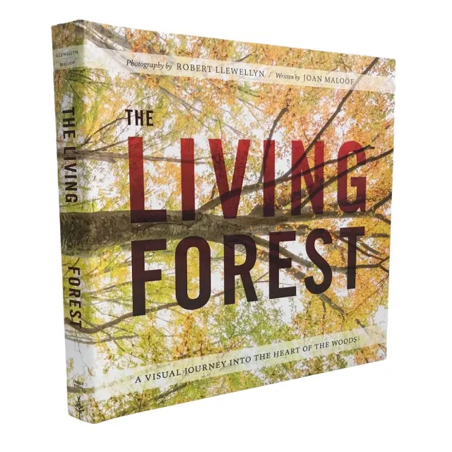 The Living Forest: A Visual Journey Into the Heart of the Woods