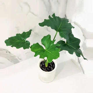 小天使蔓綠絨(淨化空氣·辦公室桌面盆栽·室內植物)