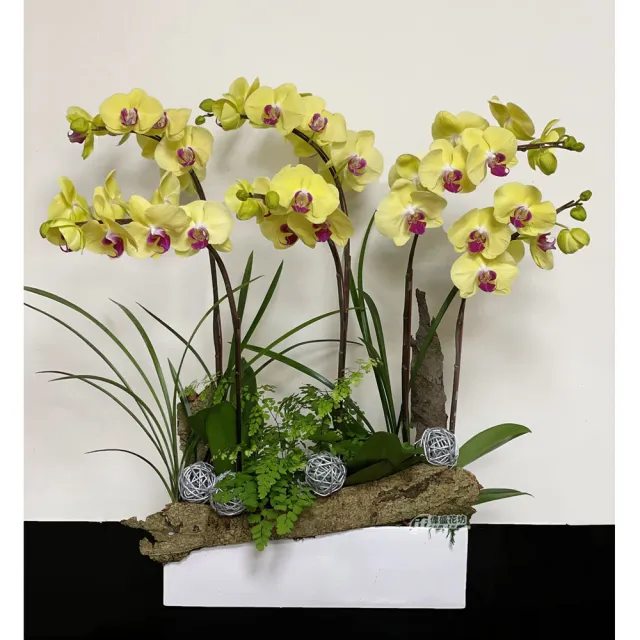 【偉盛花坊】自然系蘭花組合(開幕．榮陞．生日．喬遷．送禮．節日)