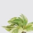 【森多】乳斑椒草－方盆系列｜空氣淨化 招財 水耕植物 懶人盆栽