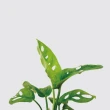 【森多】窗孔龜背芋－方盆系列｜水耕盆栽 無土栽培 室內植物