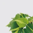 【森多】斑葉桃心蔓綠絨－方盆系列｜水耕盆栽 陶瓷 無土 室內植物