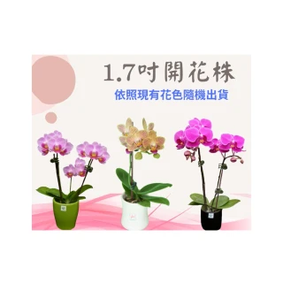 【蘭藝坊】蝴蝶蘭1.7吋開花株-一箱8株(蝴蝶蘭)