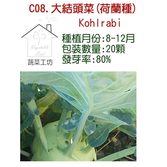 【蔬菜工坊】C08.大結頭菜種子(約一般傳統結頭菜2-3倍大)