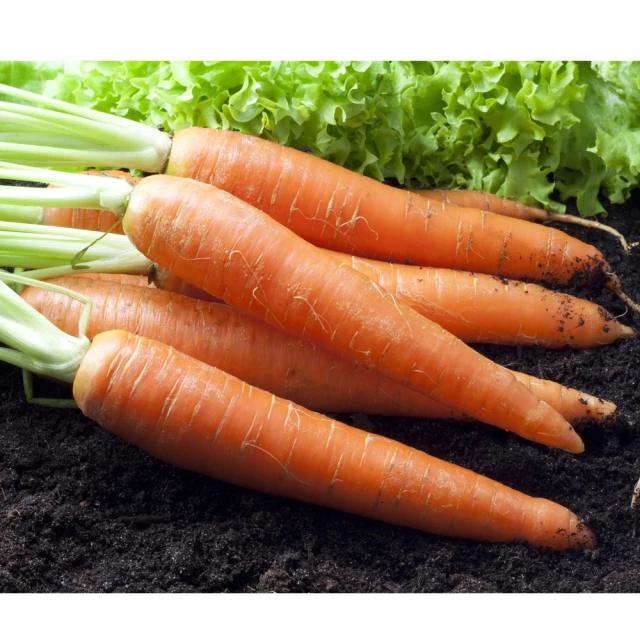 【鮮採家】鮮採紅蘿蔔10台斤1箱