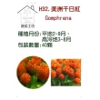【蔬菜工坊】H32.美洲千日紅種子(橙色高50-70cm)
