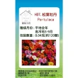 【蔬菜工坊】H37.松葉牡丹種子(混合色匍匐性)