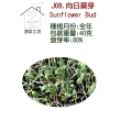 【蔬菜工坊】J08.向日葵芽種子(芽菜種子)