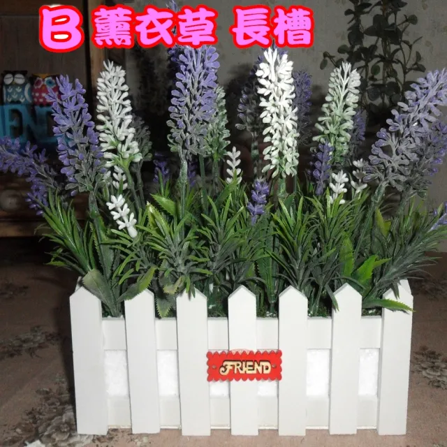 【園藝世界】薰衣草盆花