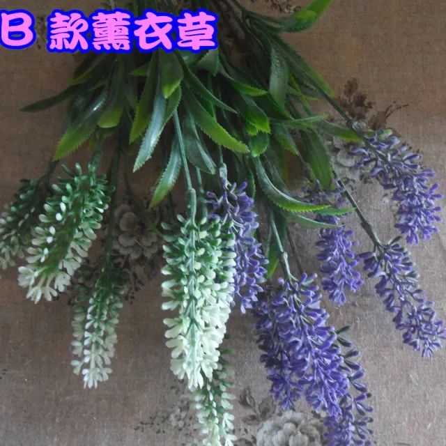 【園藝世界】薰衣草盆花