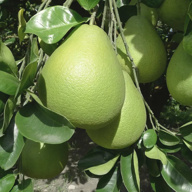 【花蓮鶴岡王家】50年老欉文旦5斤x4箱(5-8顆/箱 SGS認證 中秋送禮 企業團購 揪團 文旦 柚子)