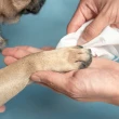 【pidan】貓狗專用濕紙巾 10抽 超值10包入 寵物 環境 便攜款 清潔用品(寵物清潔護理用品)