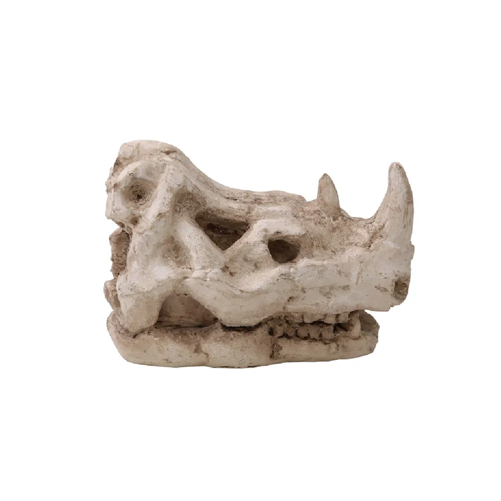 化石犀牛頭-大