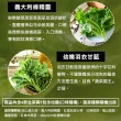 【會呼吸的菜】台灣綜合水耕鮮菜150g±5%x8盒+贈沙拉醬8包