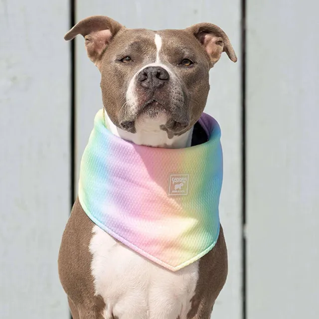 【CANADA POOCH】涼感領巾-彩虹(寵物配件-CANADA POOCH-Chill Seeker Bandana Rainbow)