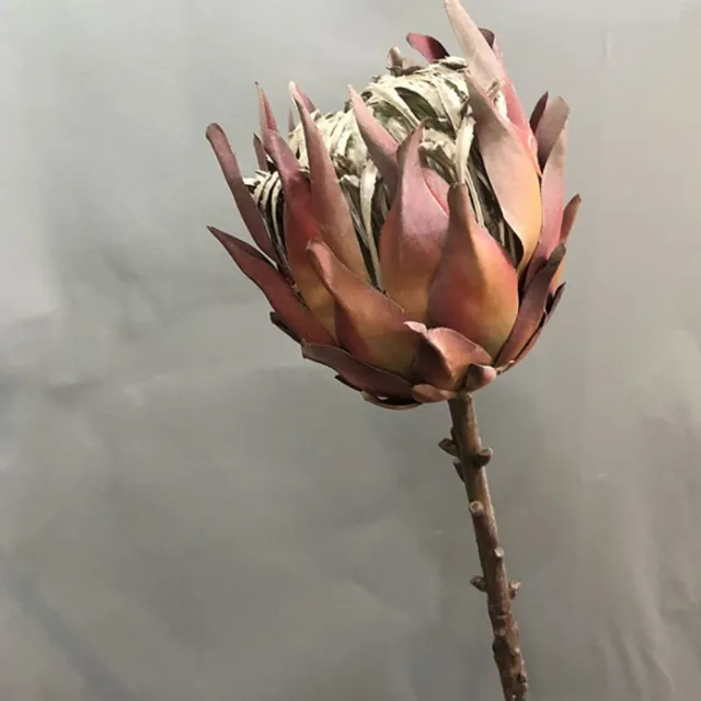 【JEN】仿真花材帝王花(2色可選)