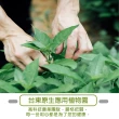 【台東原生應用植物園】魚腥草茶-有機栽種x1盒(5gx20包/盒)