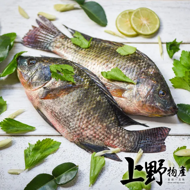 【上野物產】16隻 台灣產 養殖鯛魚