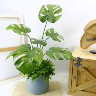 【HUGO DECO 榆果傢飾】電信葉/龜背葉植栽(擬真植栽/大葉植物/居家佈置/節慶送禮)