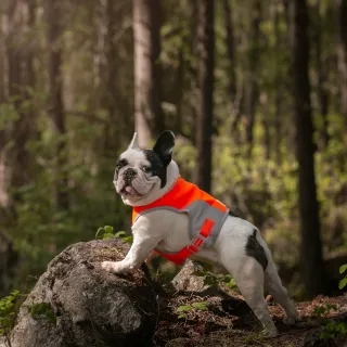【CANADA POOCH】寵物背心/ 搶眼安全背心-12(High Visibility Safety Vest-12)