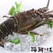 【海鮮主義】極鮮生凍青龍蝦(2隻/組;每隻300g-凍)