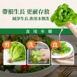【源鮮智慧農場】綜合蔬菜組(生菜、沙拉、萵苣、水耕蔬菜)