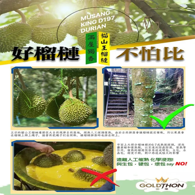 【Gold Thon】馬來西亞液態氮貓山王帶殼榴槤A果1.8-2.3KG*1顆(液態氮帶殼貓山王)
