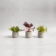 【花意空間】觀葉植物桌上盆組 - C(植栽 淨化空氣 開幕送禮)