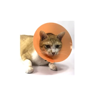 【Aaronation 愛倫國度】貓狗寵物項圈頸圈手術傷口防舔傷口癒合保護(DR-AC-2)