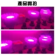 【JIUNPEY 君沛】40W 紅藍光譜E27植物燈泡 吊掛式(植物生長燈)